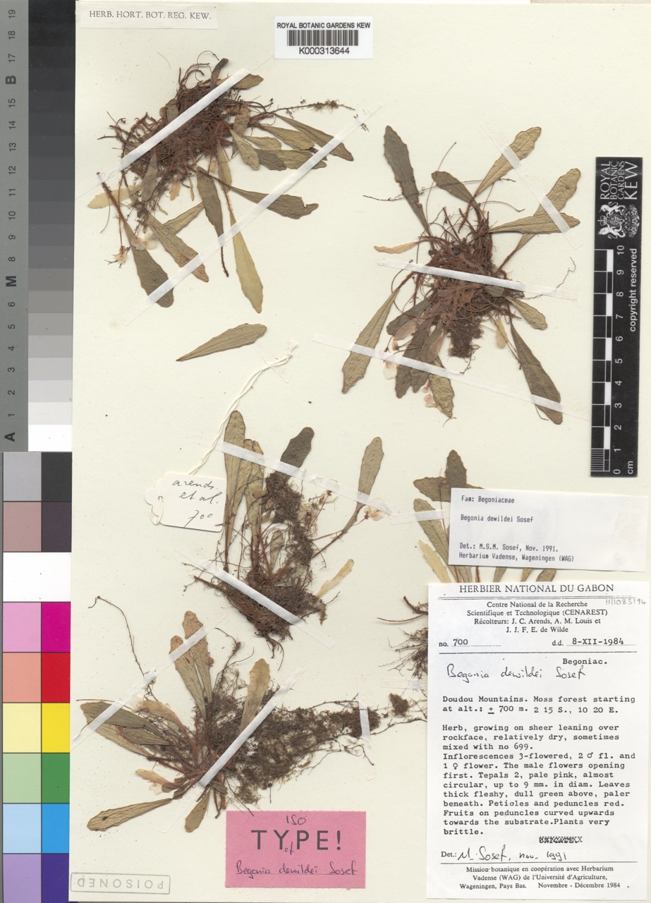 B. dewildei